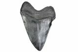 Serrated, Fossil Megalodon Tooth - South Carolina #380124-2